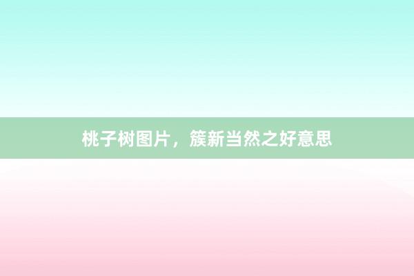 桃子树图片，簇新当然之好意思